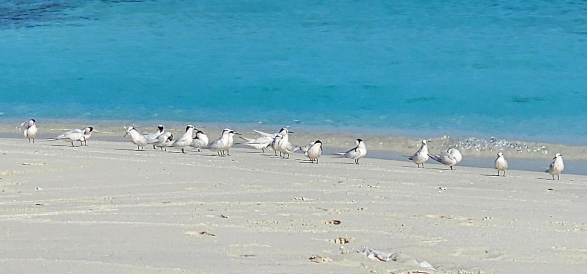 Turtle Maldives - Your Gateway To The Beach & Marine Adventures Await! Omadhoo Eksteriør billede